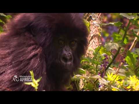 Βίντεο: Rare Mountain Gorilla Twins Γεννήθηκε στη Ρουάντα