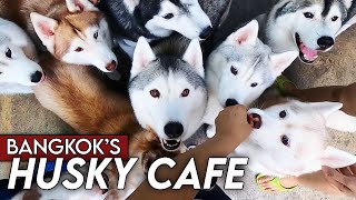 Husky Cafe in Bangkok | Let's you Play with over 30 Huskies!