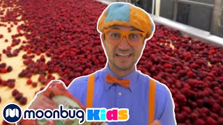 BLIPPI Visits a Raspberry Factory | Moonbug Kids Play and Learn