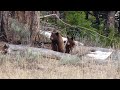 Yellowstone - Hiking Mount Everts area above Mammoth.  Lots of wildlife and bears.