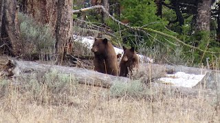 Yellowstone  Hiking Mount Everts area above Mammoth.  Lots of wildlife and bears.