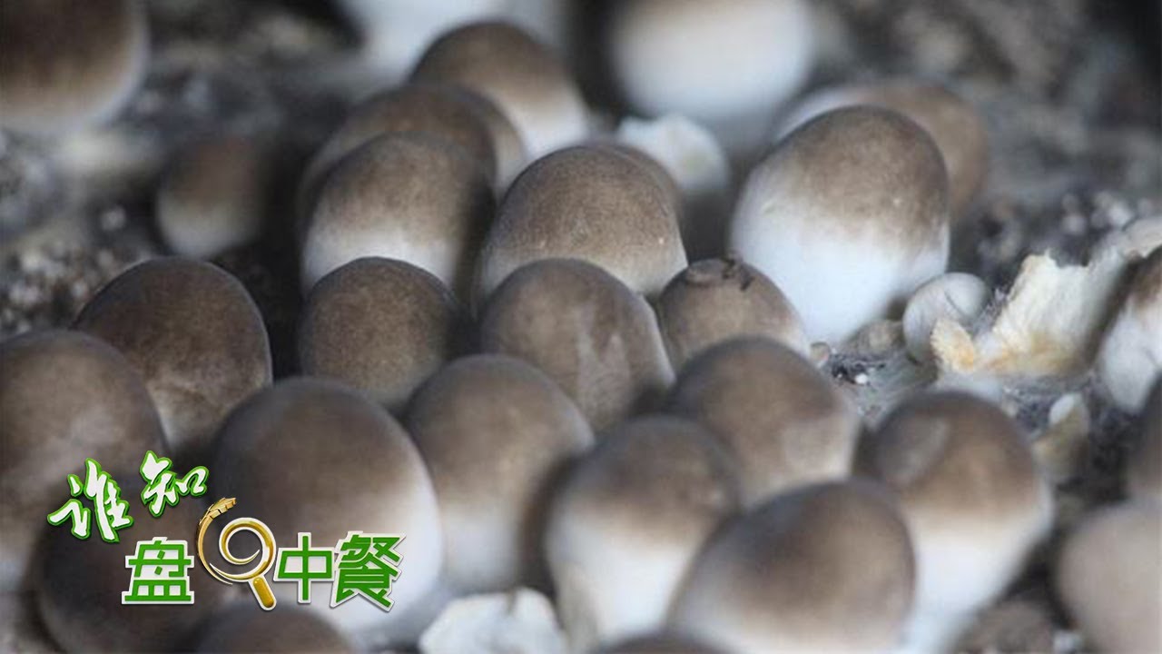 探秘草菇的种植王国:带着“神秘微笑”的菌菇是怎么种出来的?种在“桑拿房”里的菌菇又有何与众不同?丨「谁知盘中餐」20220820 - YouTube