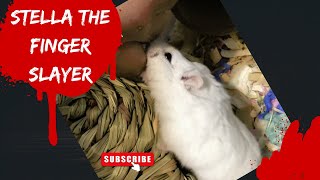 Hamsters are Cannibalistic Predators by R 45 views 1 year ago 7 minutes, 2 seconds