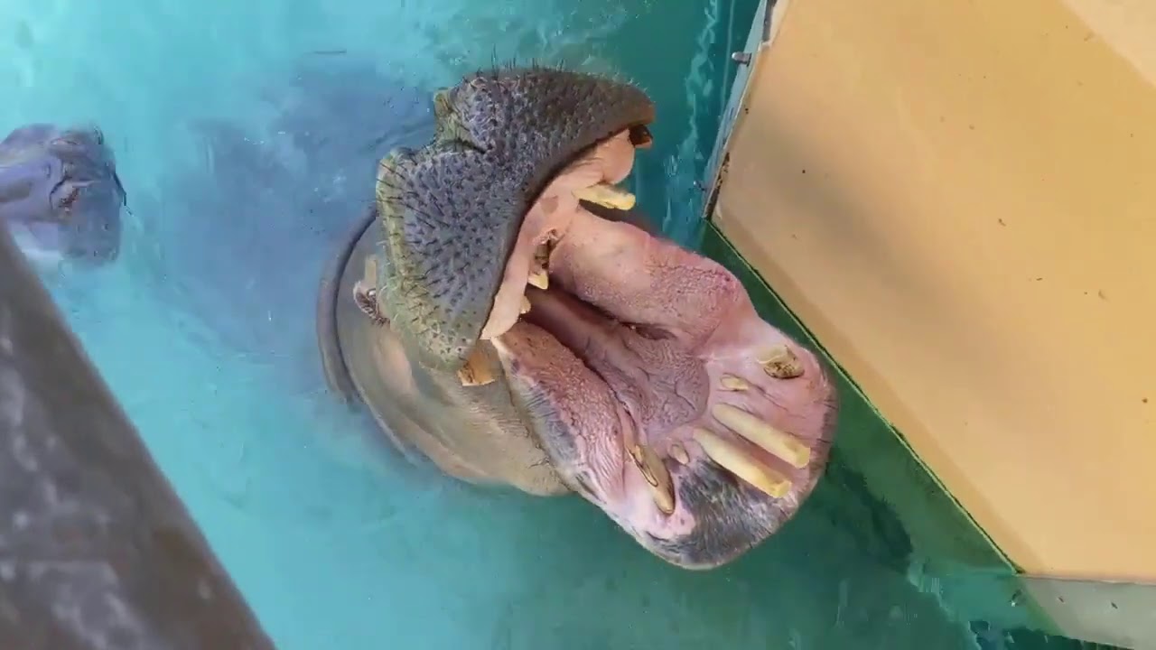 Hungry Hungry Hippos!🦛 | Facebook Live