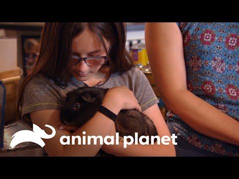 Video: ¿Son adorables los conejillos de Indias?