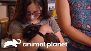 Tierno par de conejillos de indias busca un hogar | Dr. Jeff, Veterinario | Animal Planet
