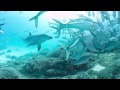 360 degrees deep dive into the oceans