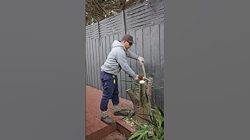 How to Remove Yakka Plant less then 20 minutes #gardening #yakka