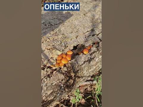 Зимові Опеньки (Фламуліна). Гливи (Вішанки) - YouTube