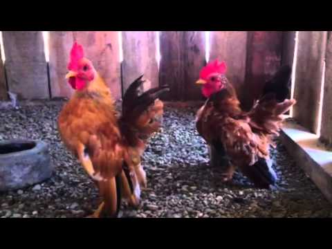 Ceb Philippines Serama