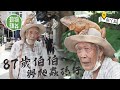 87歲南丫島奇人頭托4磅蜥蜴出巡 當佢係孫仔識聽人話  按摩曬太陽游水 多多錢都唔賣 #動物蘋台－果籽 香港 Apple Daily—原刊日期：20200922