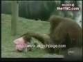 Ape kills cat