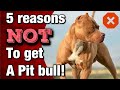 5 reasons NOT to get a Pit bull! (New Owners)