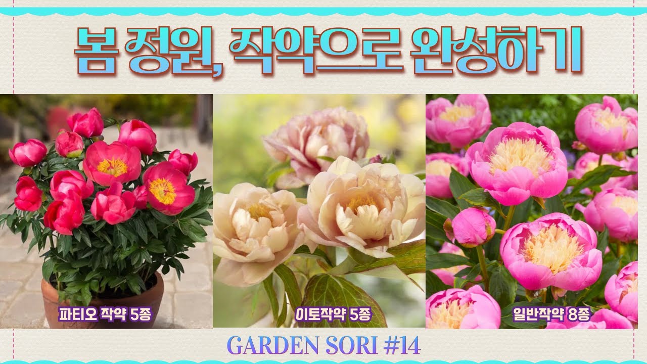 봄 정원, 작약으로 채우기🌿파티오·이토·클래식 18종 라인업 완전 정리
