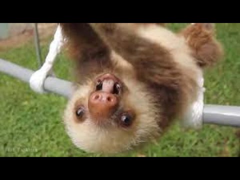 Sloth Sounds -