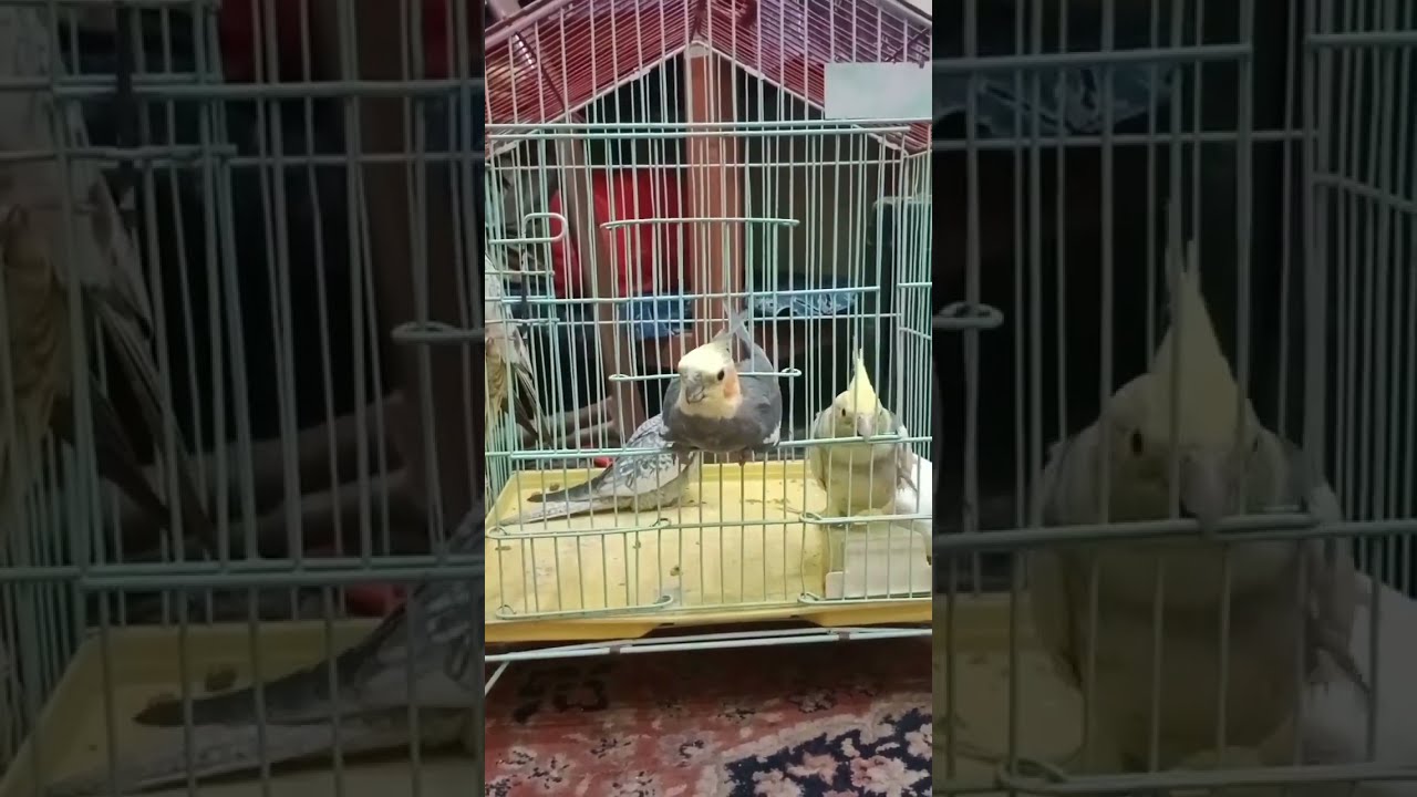 bird is becoming very fast😳