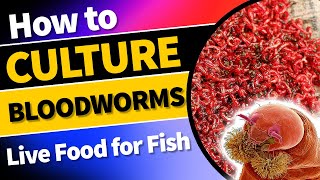 How to culture bloodworms | Live Food for Fish image