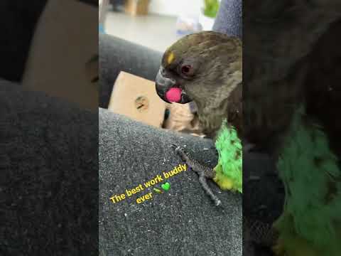 Meyer’s Parrot George 🦜❤️