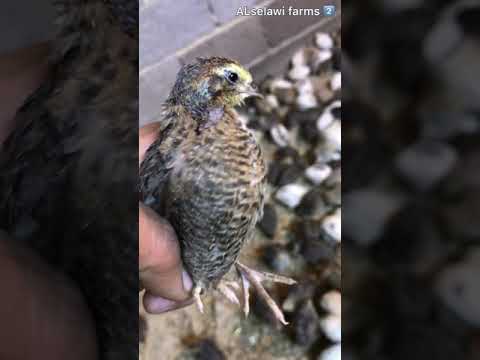 كيف نربح من تربية السمان