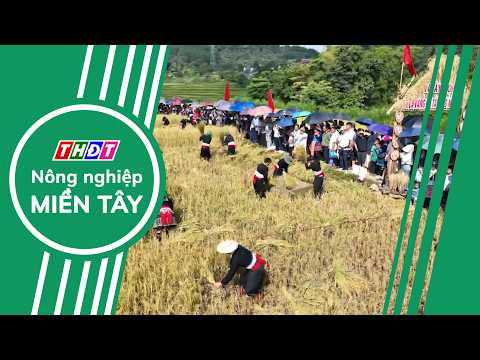 "Golden Season in Ta Leng" - Turning the Rice Harvest into a Tourism Product | Western Agriculture