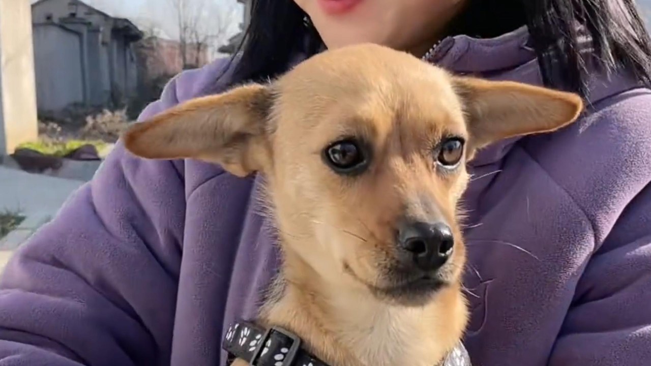 Спасение собаки из аварии и помощь ей ​​в поиске дороги домой. 🏠❤️