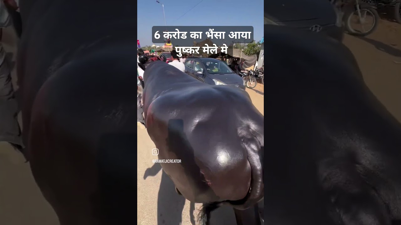 #पुष्करमेला