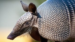 Armadillos 05, Floridas Strange Wildlife