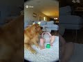 Golden Retriever Makes Baby Laugh So Hard He Falls Over! 😂