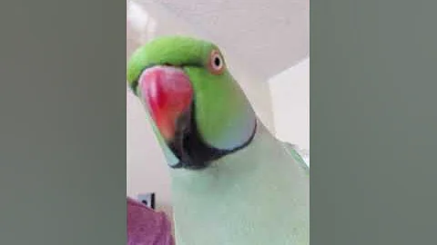 Indian Ringneck parrot talking