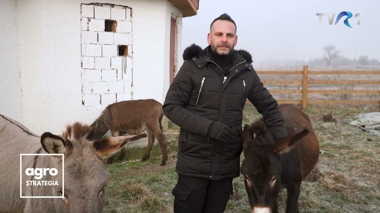 Ferma de măgărițe de la Moldova Veche, județul Caraș-Severin