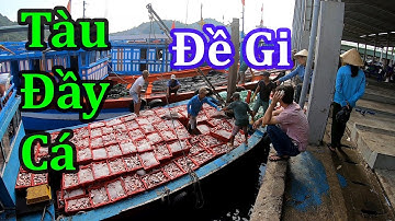 Cảng Cá Đề Gi Bình Định Nhộn Nhịp Tấp Nập Tàu Cá Cập Bến Đầy Ắp Cá | Nhà Quê
