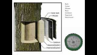 Introduction to Tree Pruning