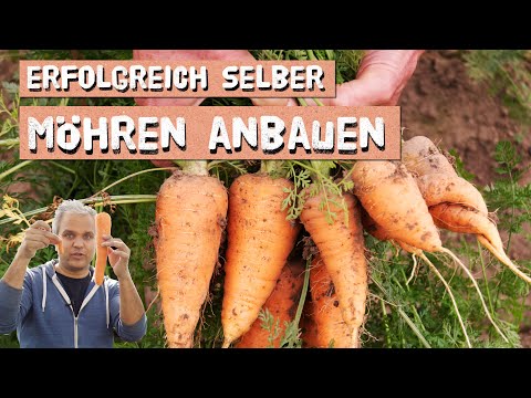 Möhren im Garten und Balkon erfolgreich anbauen - so baust du Karotten selber an! Möhren in Töpfen