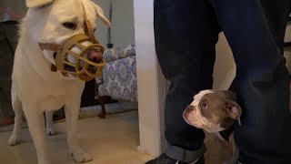Labrador meets Puppy English Bulldog