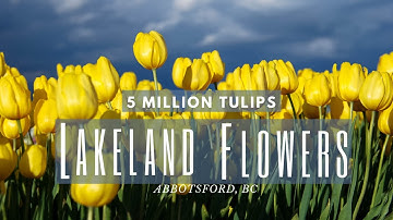 Lakeland Flowers, Abbotsford Tulip Festival | British Columbia, Canada