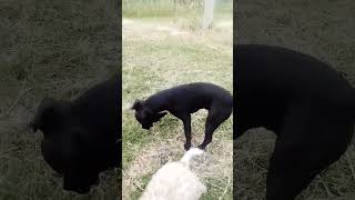 Así llegó rayito a la granja #puppy #viral #videoshorts #tendencias #cachorro #mascot