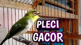 Burung pleci dada putih gacor || suara ngalas tembakan ngerol panjang cocok buat masteran