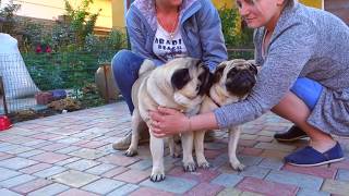 💘Неотразимый! Irresistible! Мопс и его невеста. Pug and his bride. 💘Неотразимый! Irresistible! Мопс и его невеста. Pug and his bride.