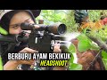 AYAM HUTAN GEMUK BERTEKUK LUTUT