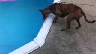 Fishing For Nemo
