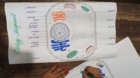 Class 9 Biology Assignment 2021।।9th week।।৯ম শ্রেণির জীববিজ্ঞান এসাইনমেন্ট।।Jibbiggan class 9