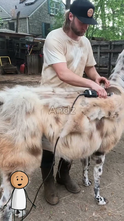 Rahasia Unik Llama: Hewan Imut yang Bisa Meludah ke Wajahmu!