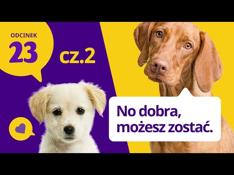 Wideo: Jak związać się z psem ratunkowym