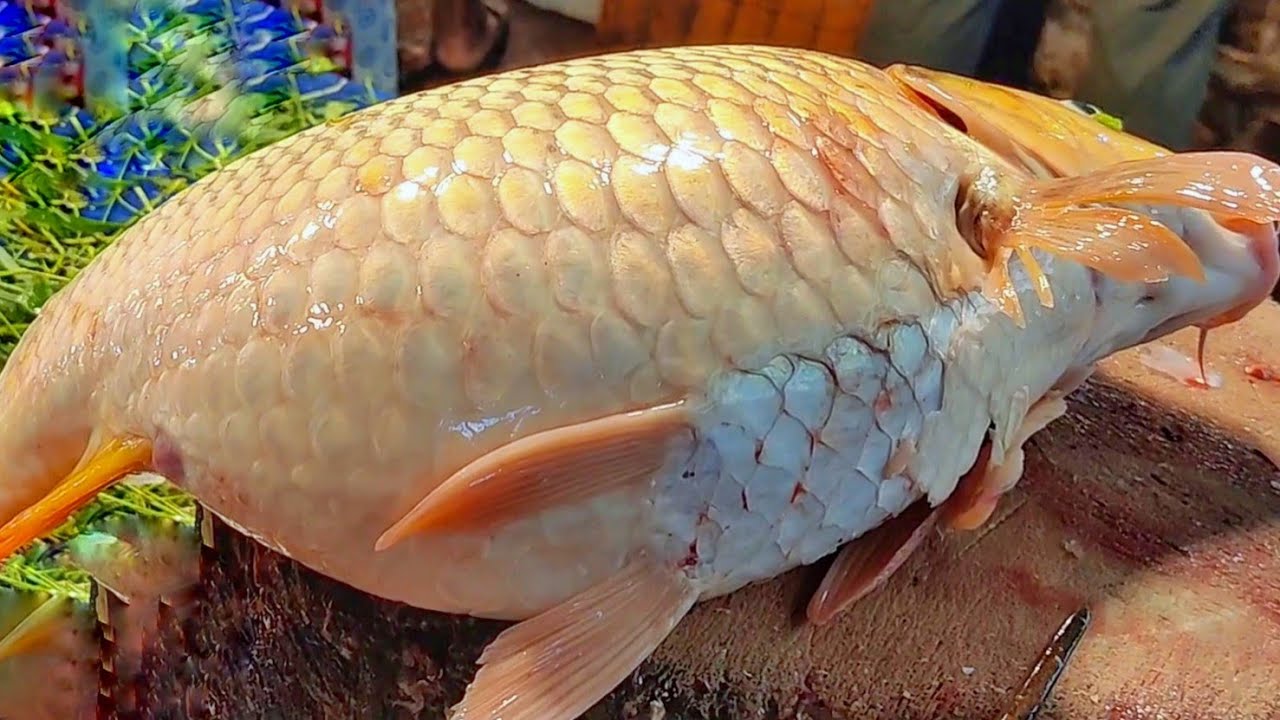 Fish Eggs Collection Big Carp Fish Cutting By Expert Fish Cutter YouTube