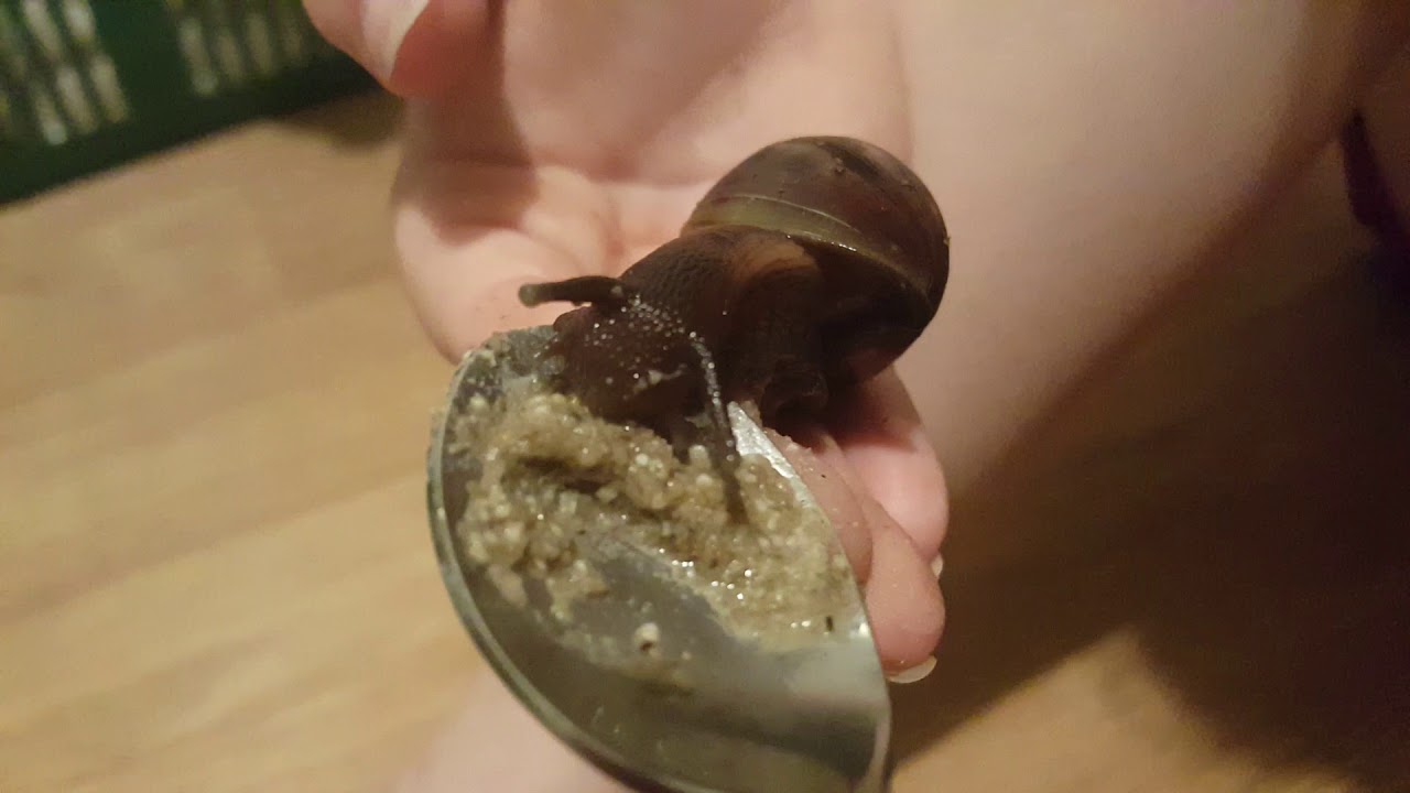 Giant African land snail eating snail porridge YouTube