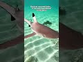 The Baby Shark Didn’t Leave