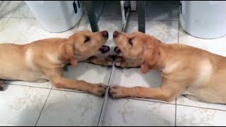 Download lagu Animaux drôles devant le miroir pour la première fois Animaux drôles devant le miroir pour la première fois