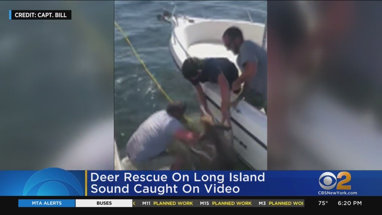 Deer Rescue On Long Island Sound Caught On Video - YouTube