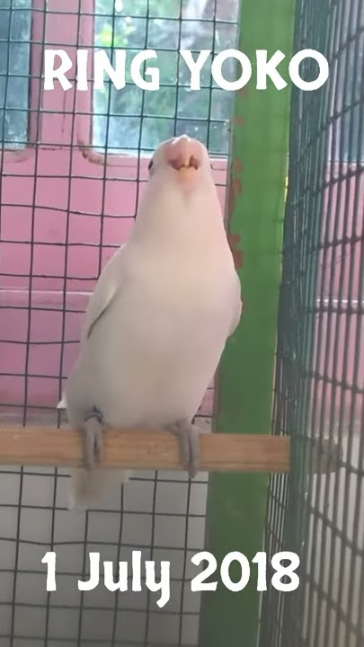 Lovebird Albino MH ngekek lumayan