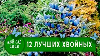 12  лучших сортов  ХВОЙНЫХ  в моем саду